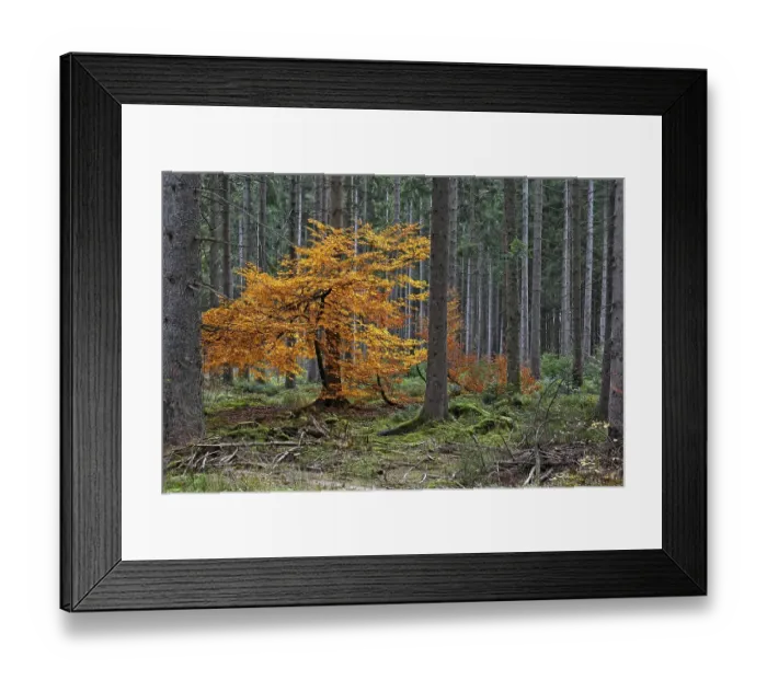 Framed Print : Forest near Bonndorf in autumn Framed Print : Forest near Bonndorf in autumn