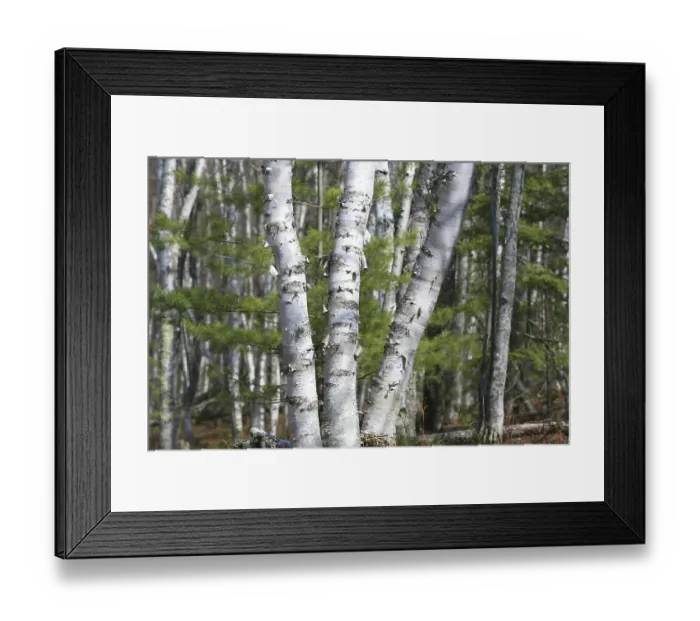 Framed Print : Birch forest on sandy soil in Pictured Rocks National Lakeshore Framed Print : Birch forest on sandy soil in Pictured Rocks National Lakeshore