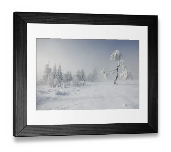 Framed Print : Small, snow-covered birch tree on Mt Kniebis in the northern Black Forest in high fog