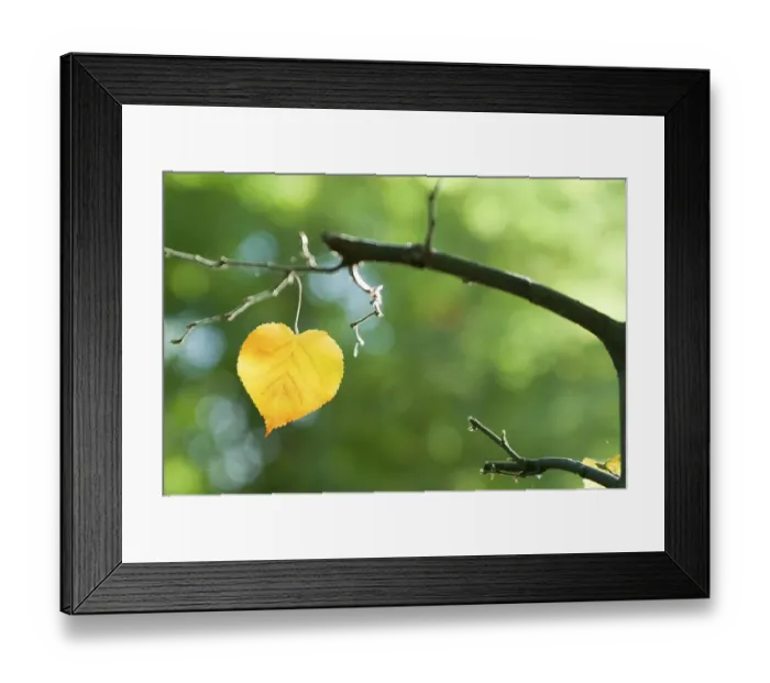 Framed Print : Golden autumn leaf in shape of a heart Framed Print : Golden autumn leaf in shape of a heart