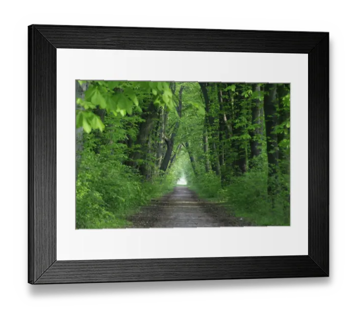 Framed Print : Forest away in spring Framed Print : Forest away in spring