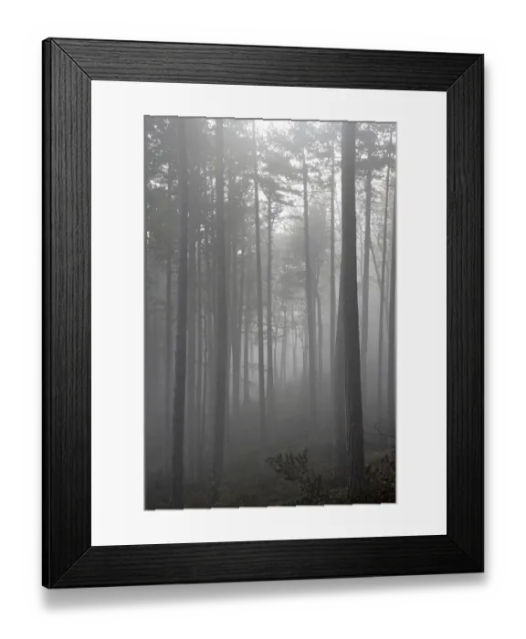 Framed Print : Beech forest and fog Lower Austria