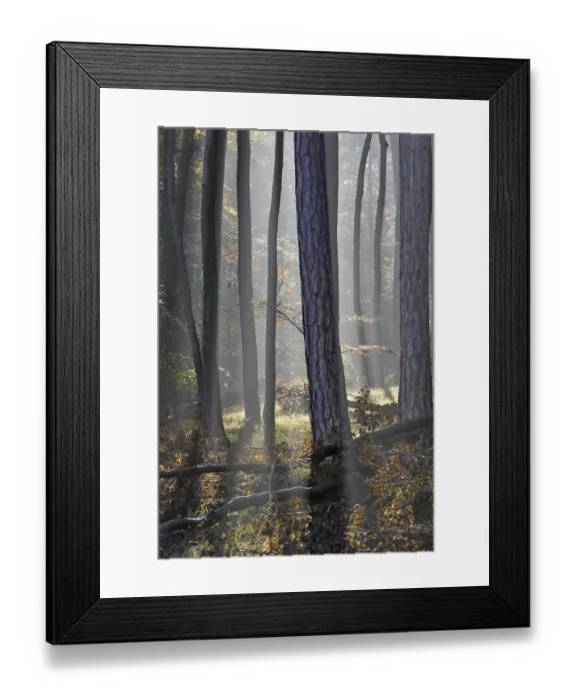 Framed Print : Sun is shinning into a beech forest with fog Lower Austria