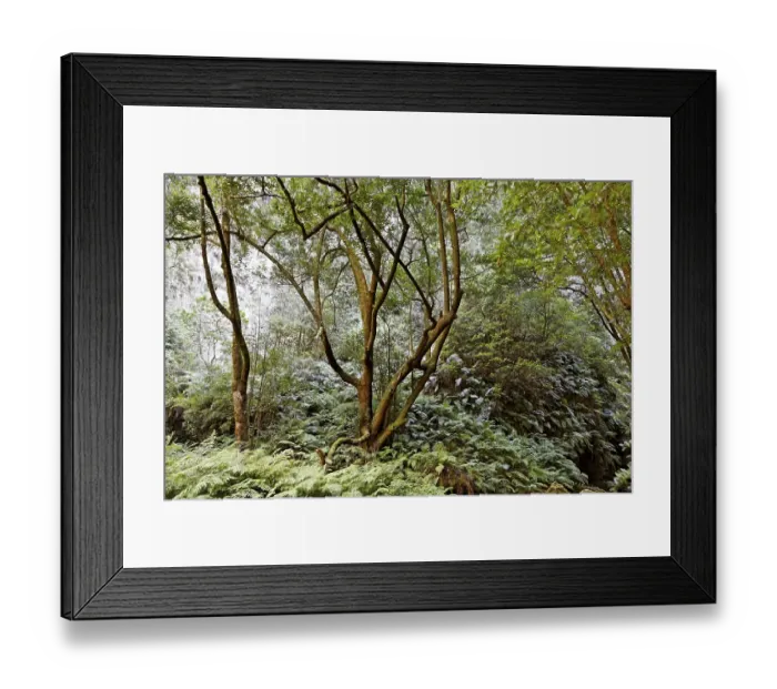 Framed Print : Laurel forest (Laurisilva) Levada do Rei (Ribeiro Bonito)