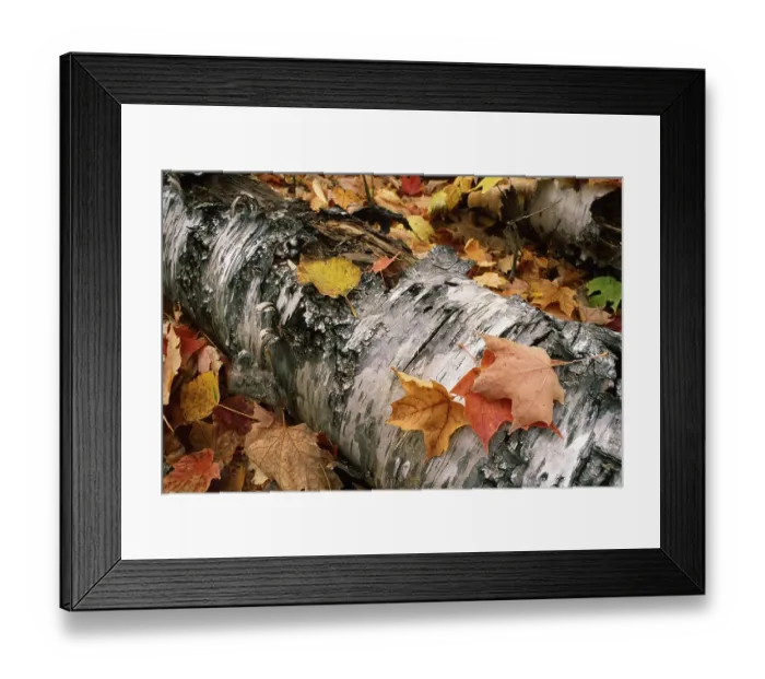 Framed Print : Birchstem and Sugar maples leafs Framed Print : Birchstem and Sugar maples leafs