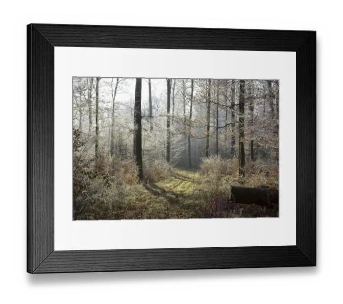 Framed Print : D-BW. Maulbronn, Raureif im Wald