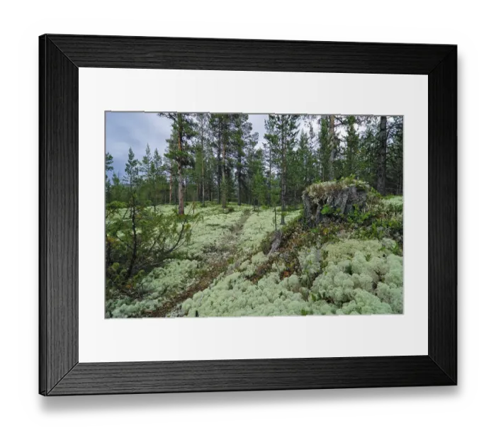 Framed Print : Reindeer lichen (Cladonia rangiferina)
