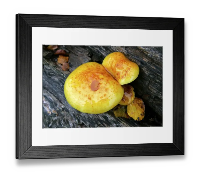 Framed Print : Mushrooms (Pholiota adiposa)
