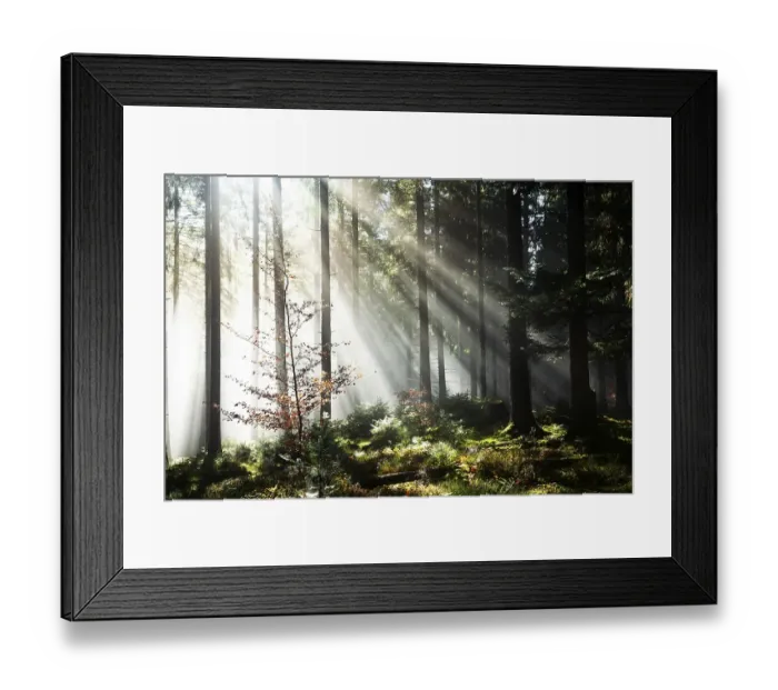 Framed Print : Rays of sunlight shining through trees in fog Framed Print : Rays of sunlight shining through trees in fog