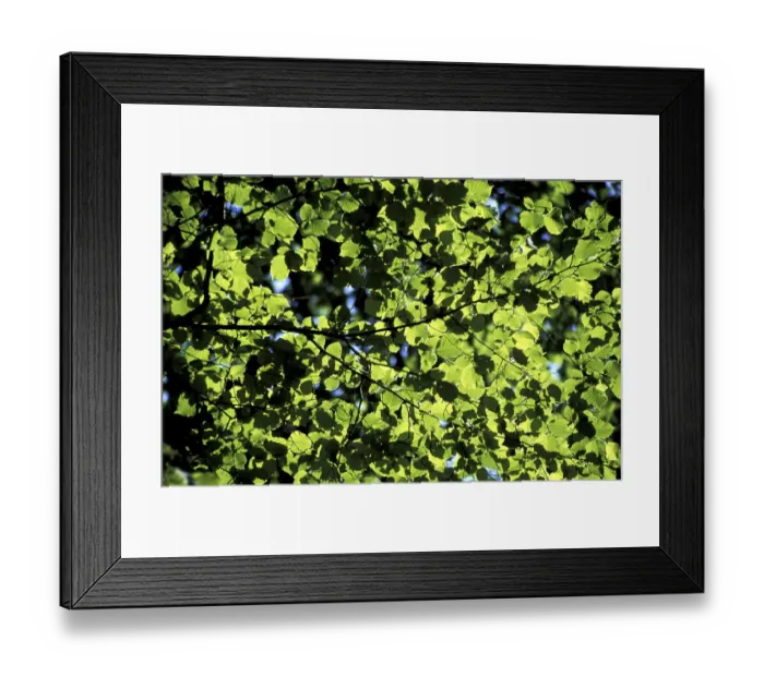 Framed Print : Leaves beech Framed Print : Leaves beech