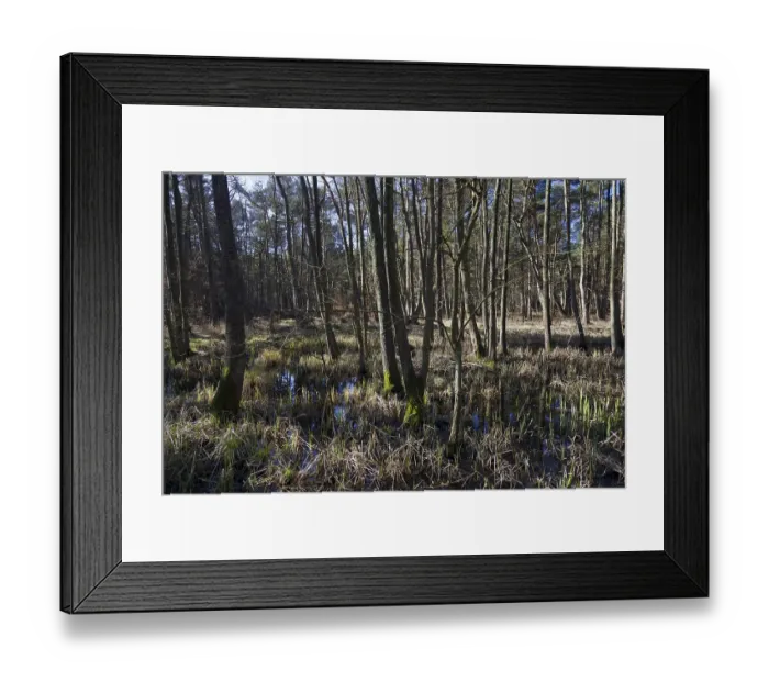 Framed Print : Darss Forest near Prerow, Western Pomerania Lagoon Area National Park Framed Print : Darss Forest near Prerow, Western Pomerania Lagoon Area National Park