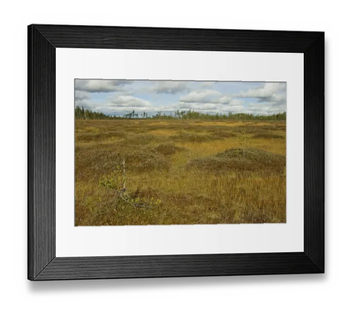 Framed Print : Apa Moor, Lakkapolku, Patvinsuo National Park
