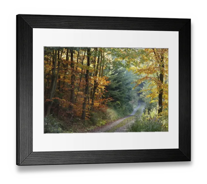 Framed Print : Forest in autumn, Buschandlwand mountain Framed Print : Forest in autumn, Buschandlwand mountain