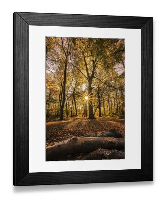 Framed Print : A sunstar at sunset in a deciduous forest in late autumn with colourful leaves on the forest floor Framed Print : A sunstar at sunset in a deciduous forest in late autumn with colourful leaves on the forest floor