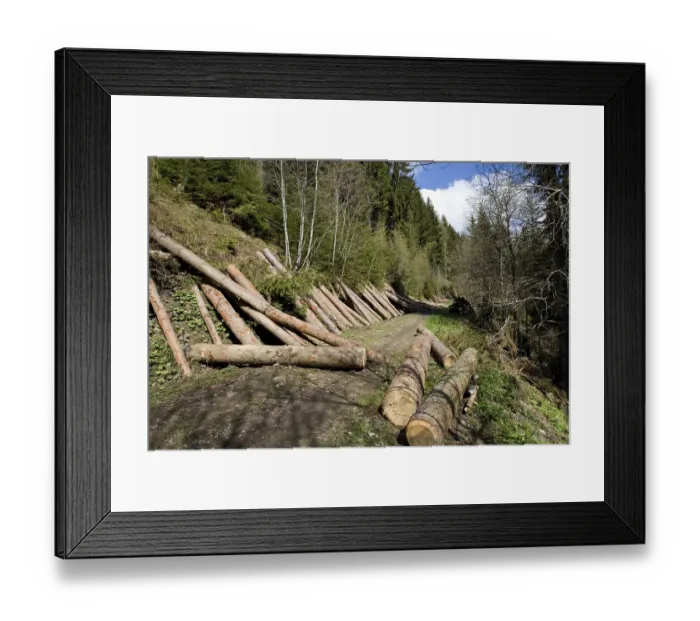 Framed Print : Lumbered wood lying on a mountain slope