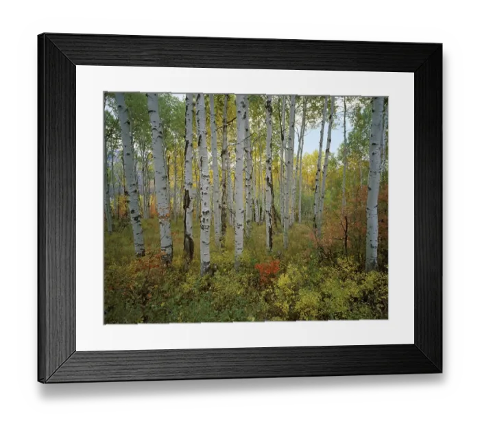 Framed Print : USA Utah Wasatch Range Aspen Grove Sundance Alpine Loop autumn Framed Print : USA Utah Wasatch Range Aspen Grove Sundance Alpine Loop autumn
