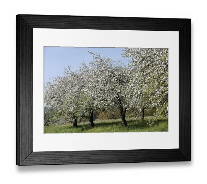 Framed Print : Blooming apple trees, Lalling, Lower Bavaria