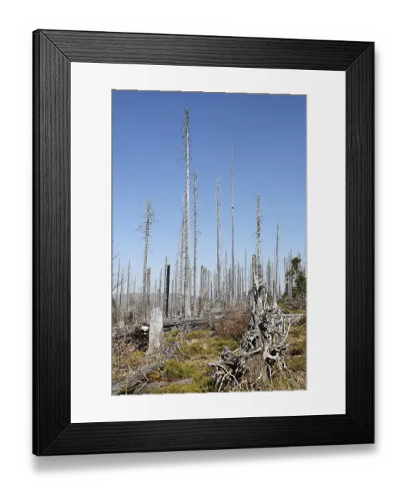 Framed Print : Forest with dead spruces, Bayerischer Wald National park