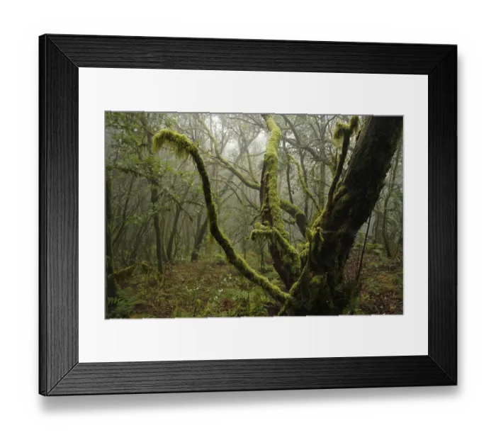 Framed Print : Garajonay National Park, laurel forest