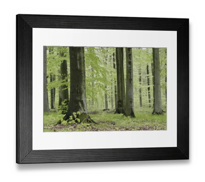 Framed Print : Beech forest in spring with jung green leafs Framed Print : Beech forest in spring with jung green leafs