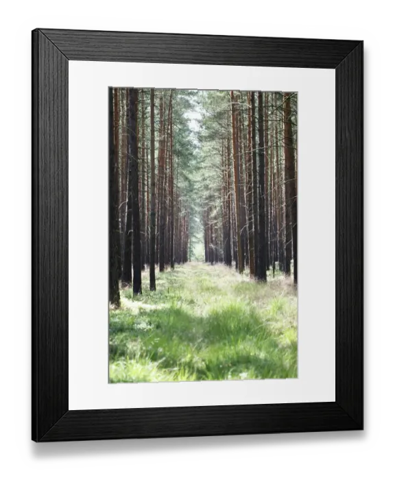 Framed Print : Path through a pine monoculture forest
