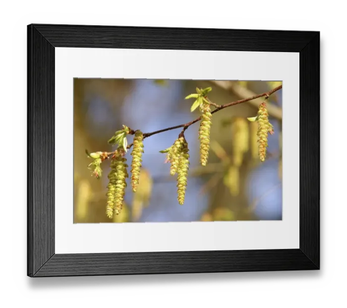 Framed Print : Seeds of the hornbeam in spring Framed Print : Seeds of the hornbeam in spring
