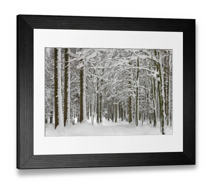 Framed Print : Deeply snowy fir and beech forest