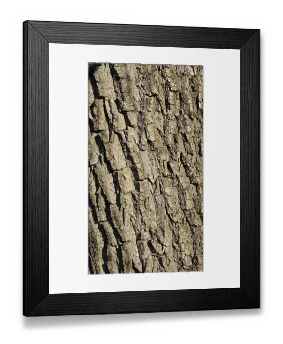 Framed Print : Rough White Willow (Salix alba) bark Framed Print : Rough White Willow (Salix alba) bark