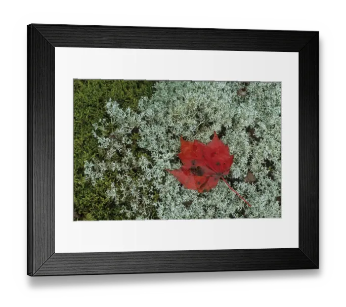 Framed Print : Fall coloured maple leave on mosses Framed Print : Fall coloured maple leave on mosses