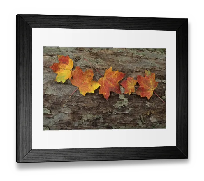 Framed Print : Maple leaves on a tree trunk, Great Smoky Mountains National Park