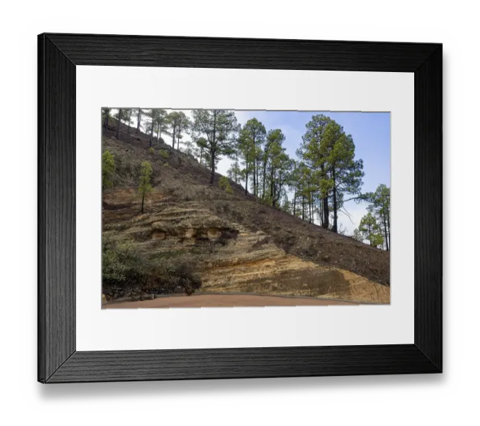 Framed Print : Geological outcrop, volcanic strata and grove of Canary Island pines