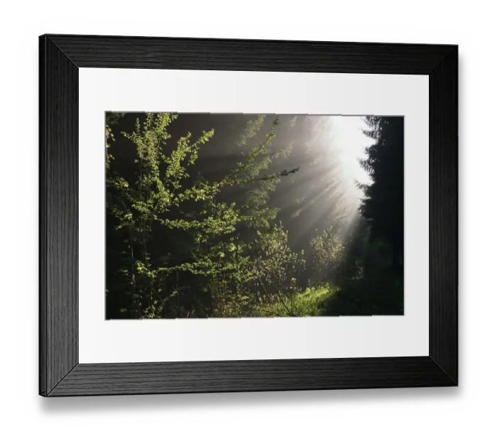Framed Print : Sunrays in forest, Upper Bavaria, Germany, Europe