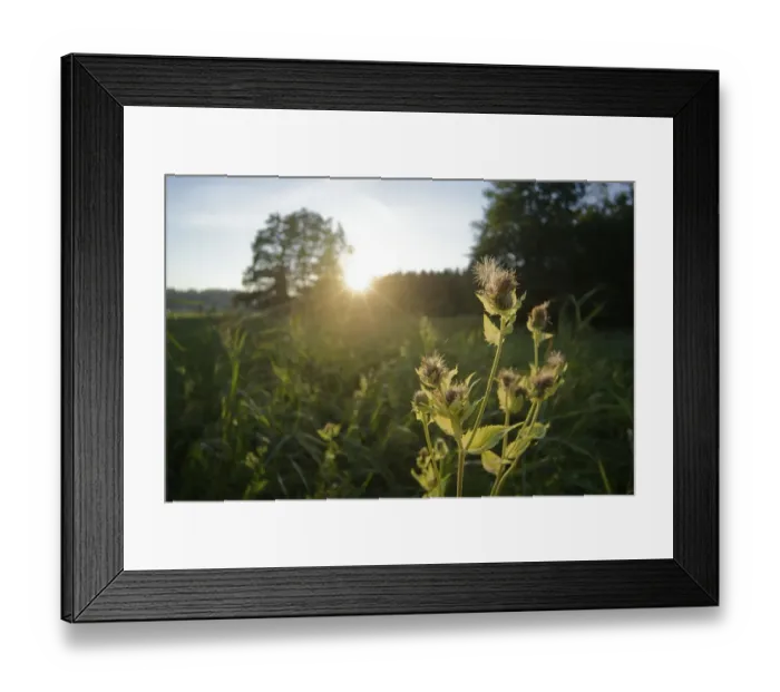 Framed Print : Sunset in Bernauer moss, moor landscape