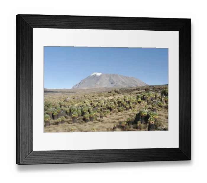 Framed Print : Kibo Peak, extinct volcano, forest of Giant Groundsel (Dendrosenecio Kilimanjari)