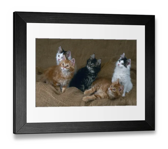 Framed Print : Maine Coon cats, litter, 12 weeks old Framed Print : Maine Coon cats, litter, 12 weeks old