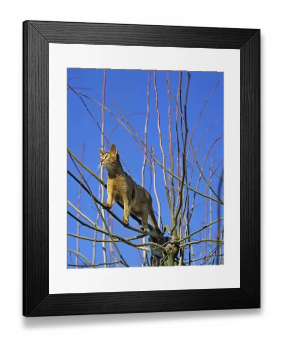 Framed Print : Abyssinian domestic cat Framed Print : Abyssinian domestic cat