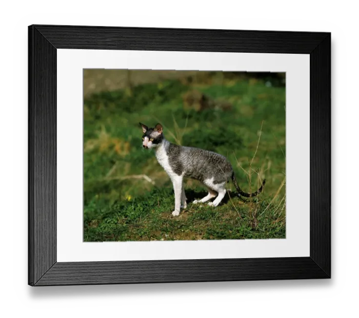 Framed Print : Cornish Rex Domestic Cat