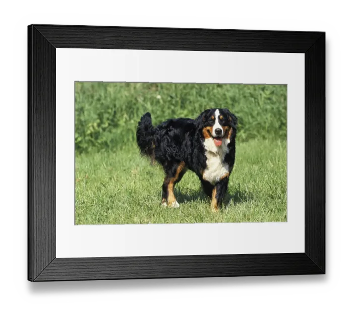 Framed Print : BERNESE MOUNTAIN DOG, ADULT STANDING ON GRASS
