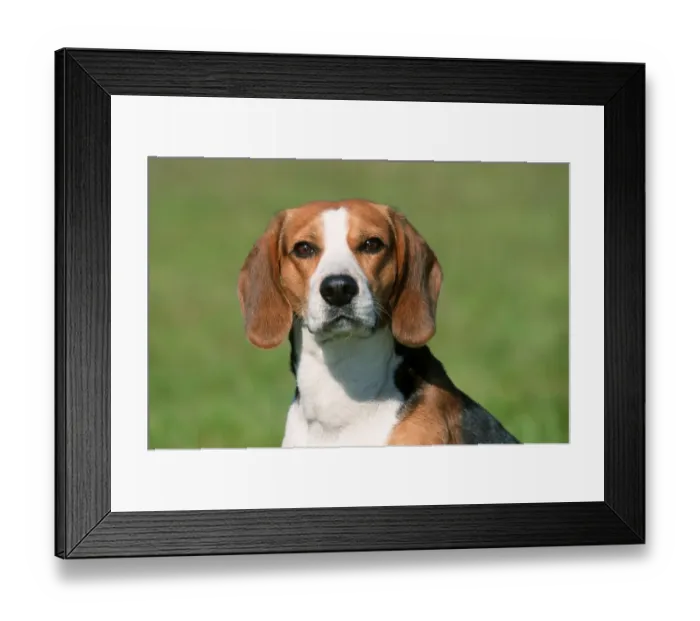 Framed Print : Beagle