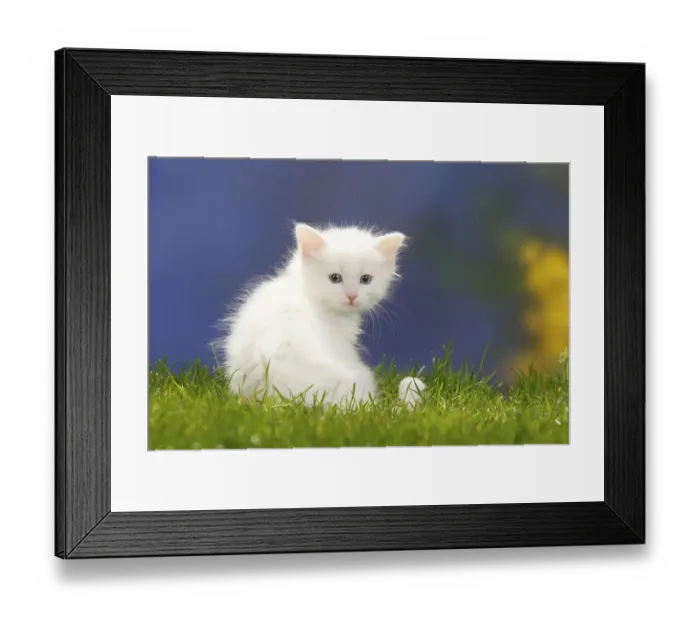 Framed Print : Siberian Forest Cat, kitten, 7 weeks, white