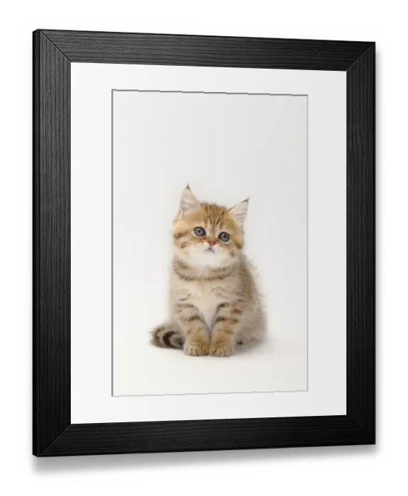 Framed Print : British shorthair cat, kitten, black-golden-shaded