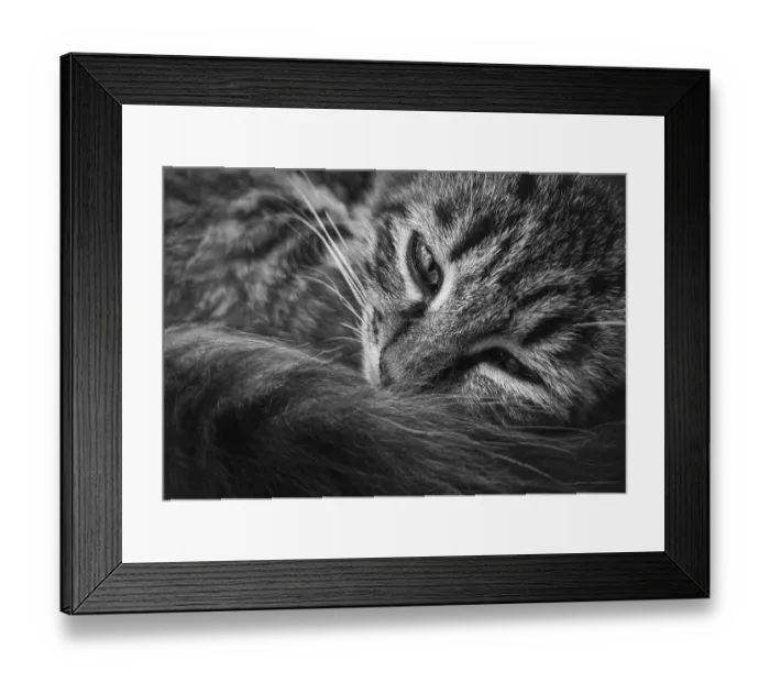 Framed Print : Close up marvelous black and white portrait of a moody kitten Framed Print : Close up marvelous black and white portrait of a moody kitten