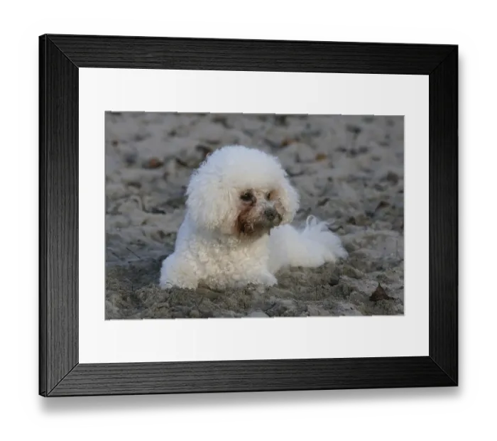Framed Print : Bichon frise, Bichon Frise FCI