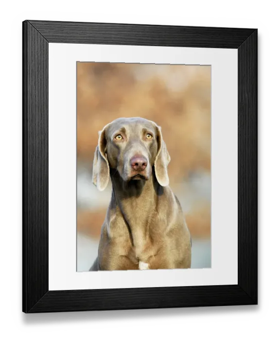Framed Print : Weimaraner, short-coated, bitch Framed Print : Weimaraner, short-coated, bitch