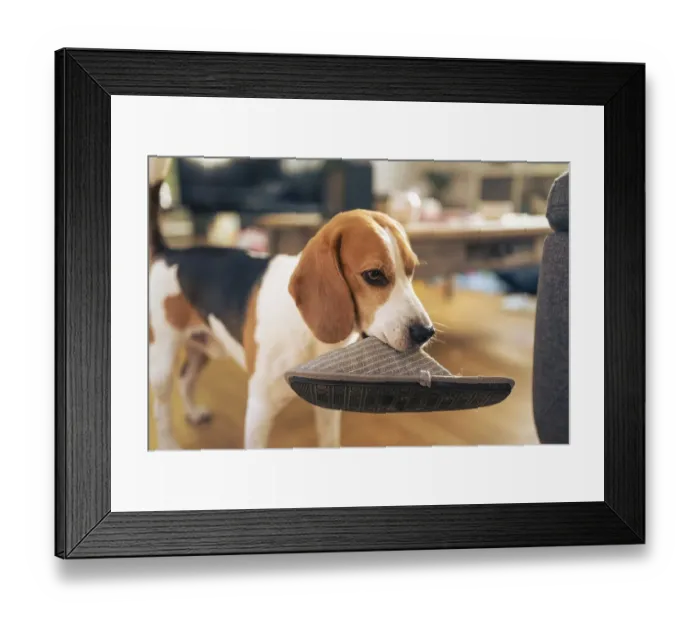 Framed Print : Dog holding a slipper in mouth