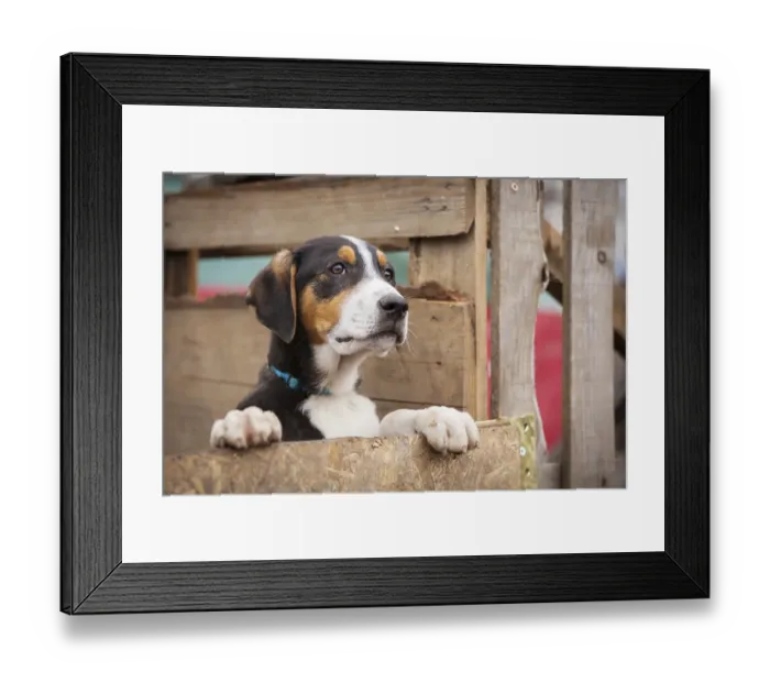 Framed Print : Portrait of sad dog puppy in shelter behind fence waiting to be adopted Framed Print : Portrait of sad dog puppy in shelter behind fence waiting to be adopted