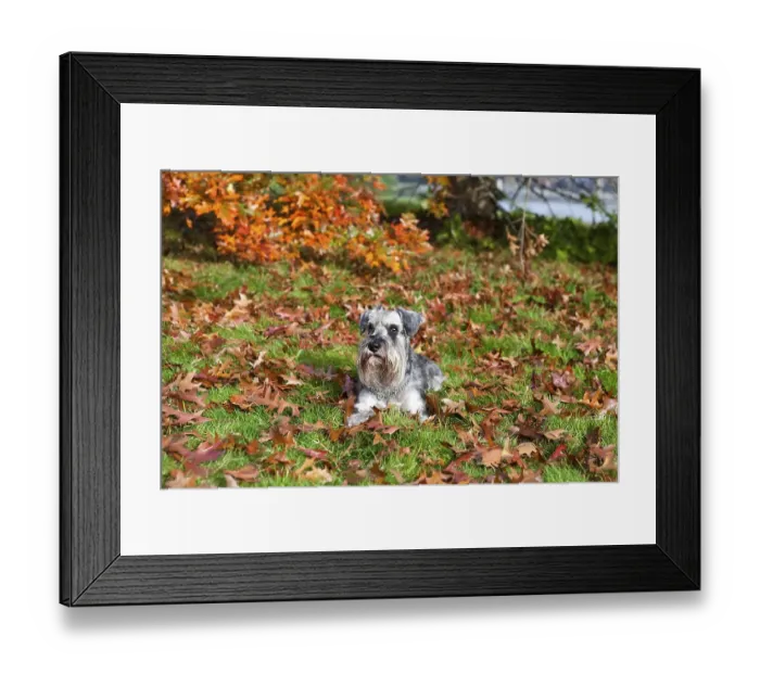 Framed Print : Cute miniature schnauzer on fallen leaves in autumn