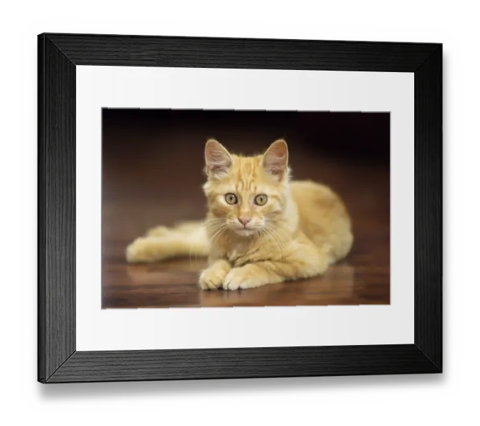 Framed Print : Portrait of lying playful ginger cat kitten on the floor