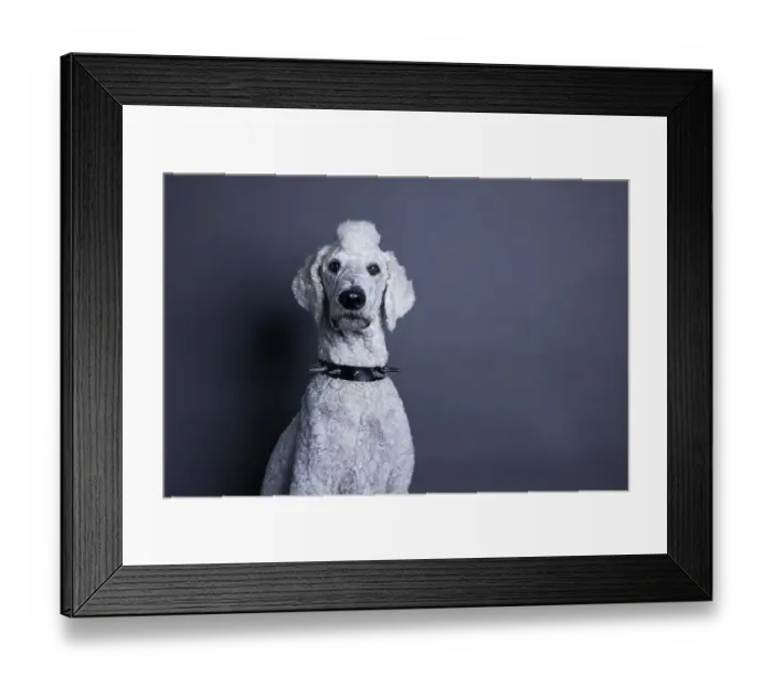 Framed Print : White dog, poodle, king poodle