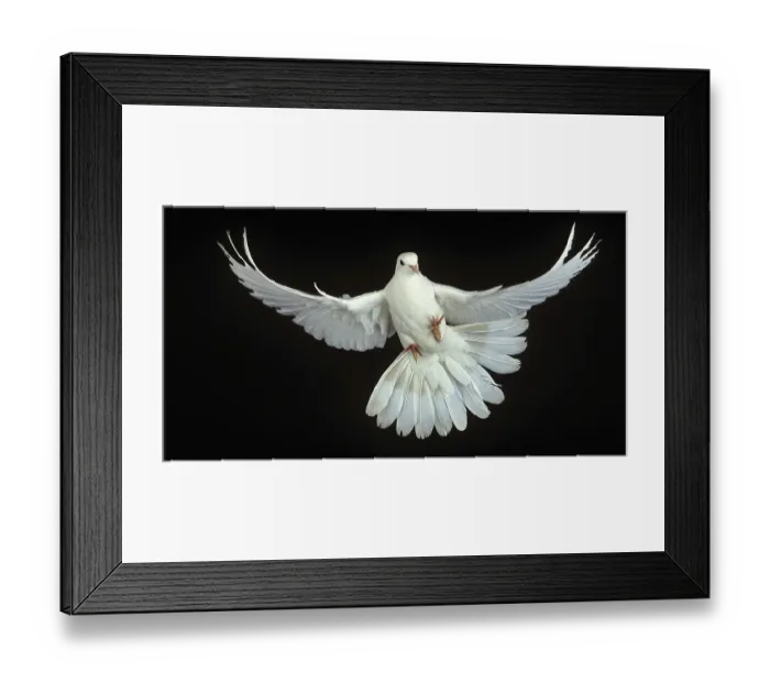 Framed Print : White Dove (columba livia), Adult in Flight against Black Background